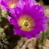 cactus-small.jpg