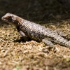 lizard-small.jpg