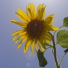 sunflower-small.jpg