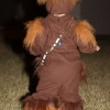 chewy3-small.jpg